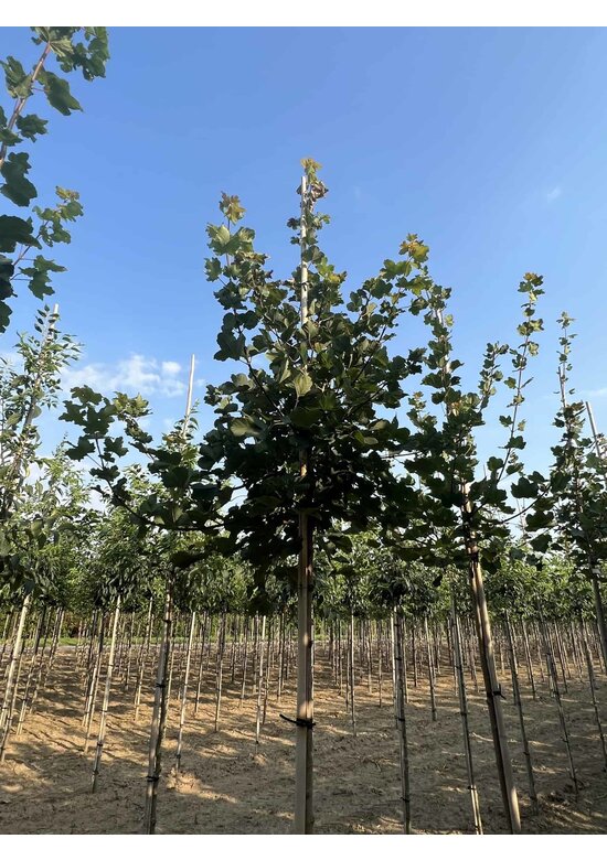 Schneeball Ahorn | Acer opalus