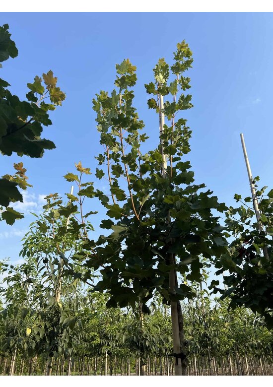 Schneeball Ahorn | Acer opalus