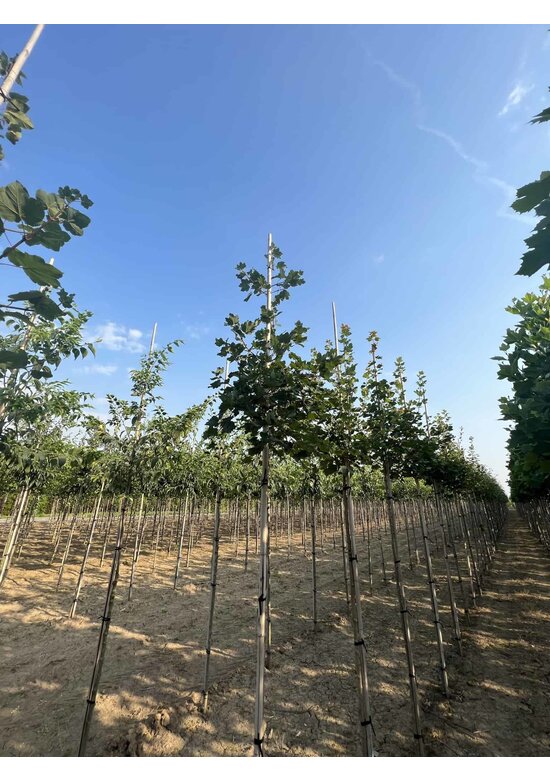 Schneeball Ahorn | Acer opalus