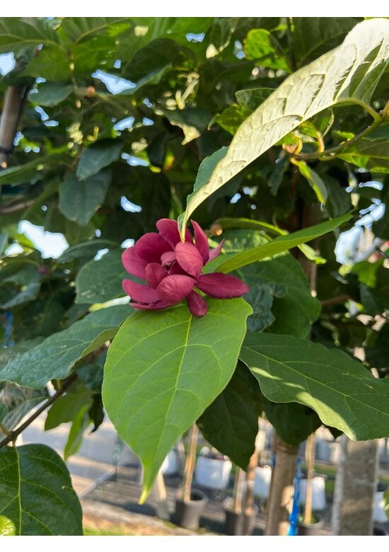 Chinesischer Wachsstrauch 'Hartlage Wine' | Calycanthus raulstonii 'Hartlage Wine'