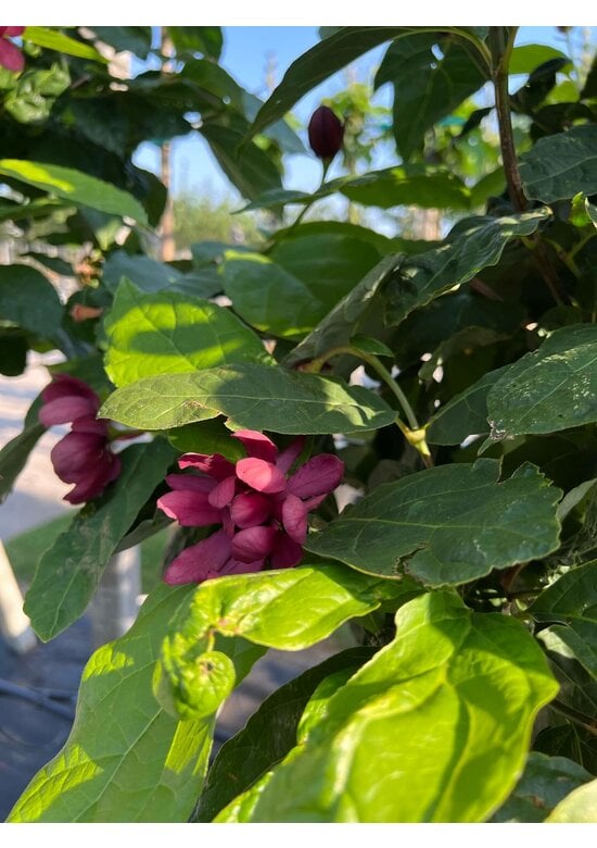 Chinesischer Wachsstrauch 'Hartlage Wine' | Calycanthus raulstonii 'Hartlage Wine'