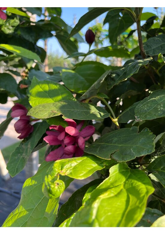 Chinesischer Wachsstrauch 'Hartlage Wine' | Calycanthus raulstonii 'Hartlage Wine'