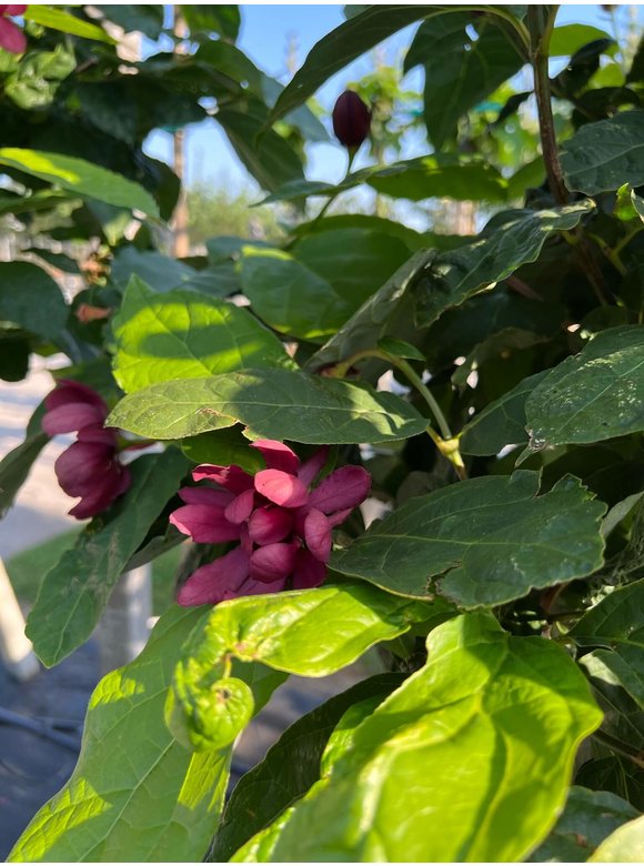 Chinesischer Wachsstrauch 'Hartlage Wine' | Calycanthus raulstonii 'Hartlage Wine' Chinesischer Wachsstrauch 'Hartlage Wine' | Calycanthus raulstonii 'Hartlage Wine'