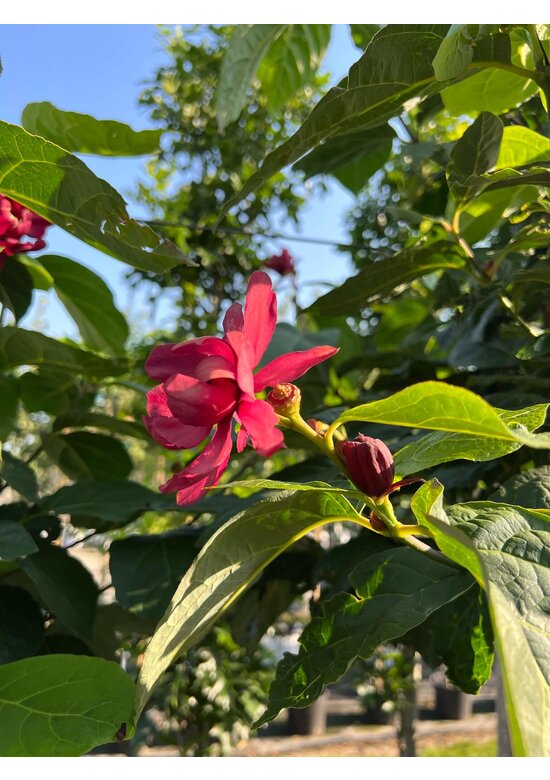 Chinesischer Wachsstrauch 'Hartlage Wine' | Calycanthus raulstonii 'Hartlage Wine'