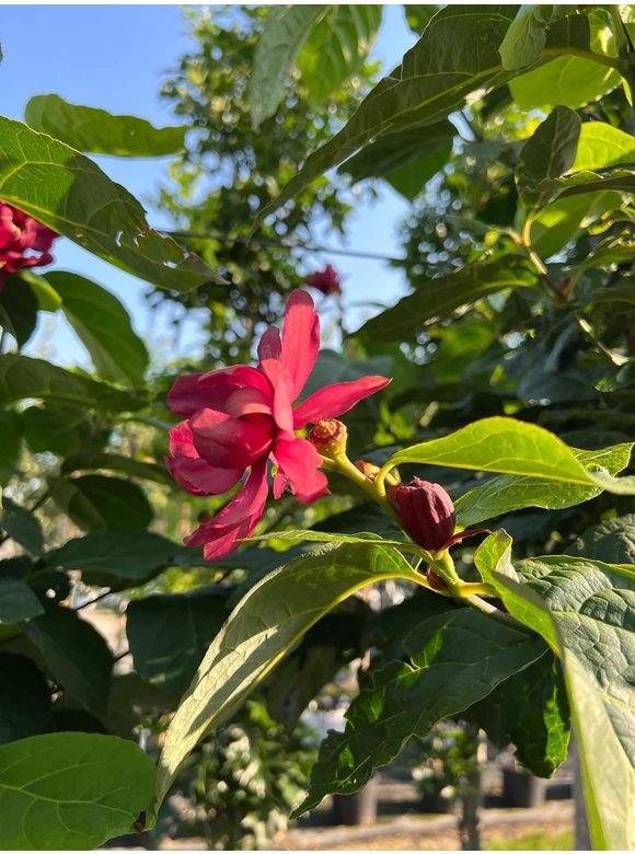 Chinesischer Wachsstrauch 'Hartlage Wine' | Calycanthus raulstonii 'Hartlage Wine' Chinesischer Wachsstrauch 'Hartlage Wine' | Calycanthus raulstonii 'Hartlage Wine'