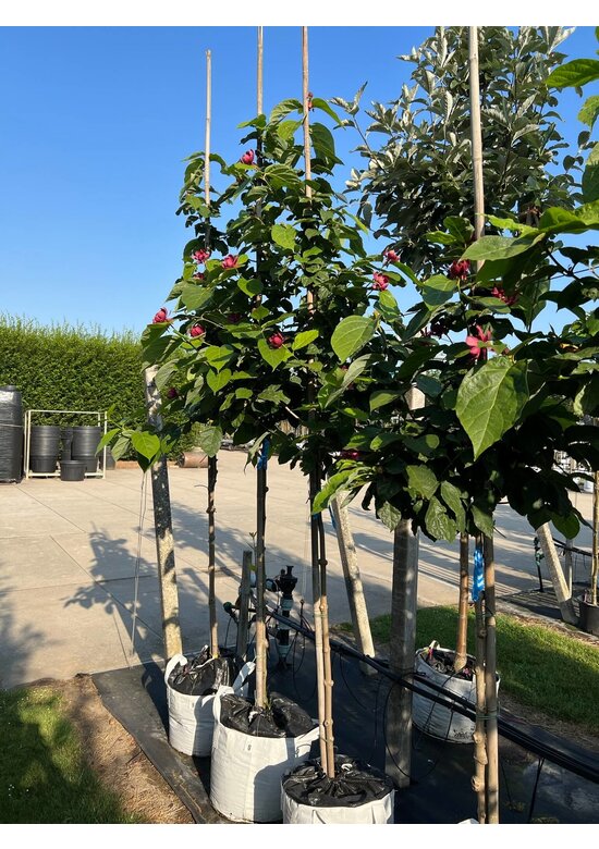 Chinesischer Wachsstrauch 'Hartlage Wine' | Calycanthus raulstonii 'Hartlage Wine'