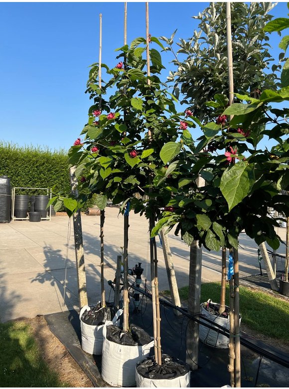 Chinesischer Wachsstrauch 'Hartlage Wine' | Calycanthus raulstonii 'Hartlage Wine' Chinesischer Wachsstrauch 'Hartlage Wine' | Calycanthus raulstonii 'Hartlage Wine'