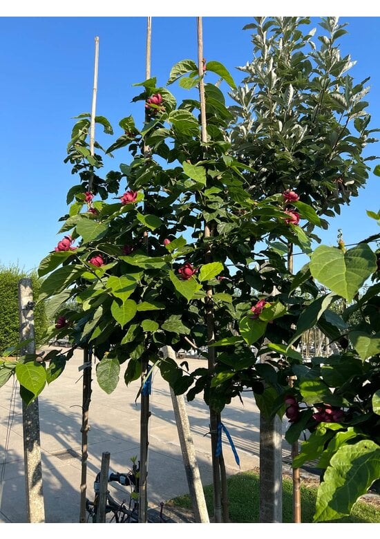 Chinesischer Wachsstrauch 'Hartlage Wine' | Calycanthus raulstonii 'Hartlage Wine'