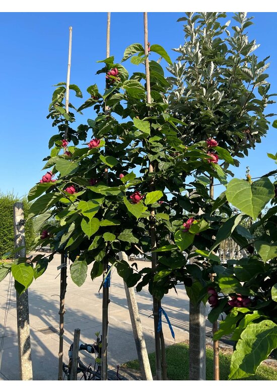 Chinesischer Wachsstrauch 'Hartlage Wine' | Calycanthus raulstonii 'Hartlage Wine'