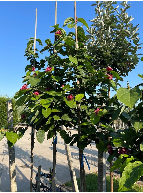 Chinesischer Wachsstrauch 'Hartlage Wine' | Calycanthus raulstonii 'Hartlage Wine' Chinesischer Wachsstrauch 'Hartlage Wine' | Calycanthus raulstonii 'Hartlage Wine'