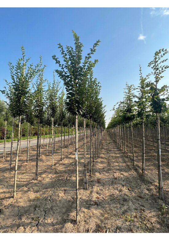 Hainbuche 'Lucas' Hochstamm | Carpinus betulus 'Lucas' Hainbuche 'Lucas' Hochstamm | Carpinus betulus 'Lucas'