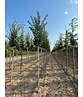 Hainbuche 'Lucas' Hochstamm | Carpinus betulus 'Lucas' Hainbuche 'Lucas' Hochstamm | Carpinus betulus 'Lucas'