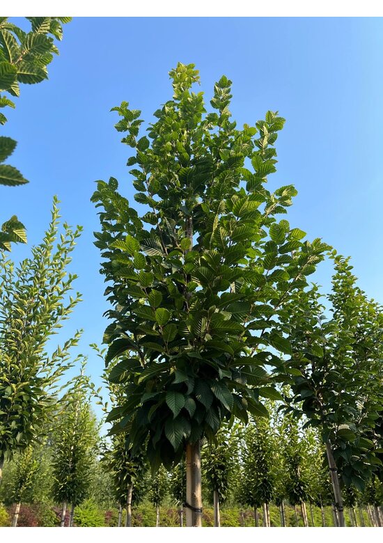 Hainbuche 'Lucas' Hochstamm | Carpinus betulus 'Lucas' Hainbuche 'Lucas' Hochstamm | Carpinus betulus 'Lucas'