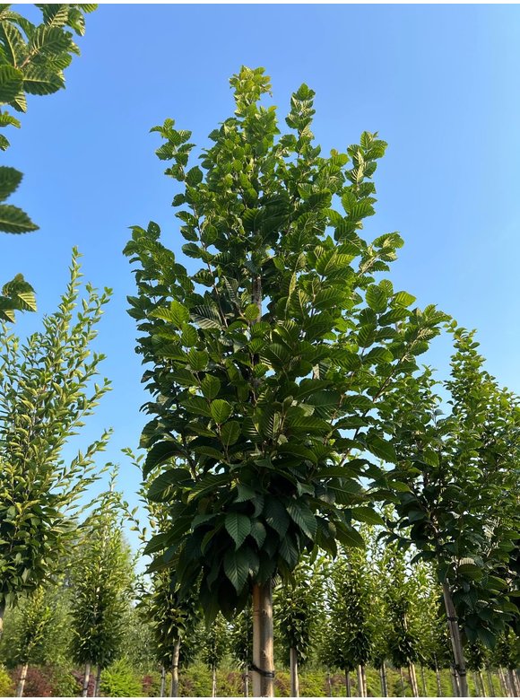 Hainbuche 'Lucas' Hochstamm | Carpinus betulus 'Lucas' Hainbuche 'Lucas' Hochstamm | Carpinus betulus 'Lucas'
