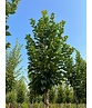 Hainbuche 'Lucas' Hochstamm | Carpinus betulus 'Lucas' Hainbuche 'Lucas' Hochstamm | Carpinus betulus 'Lucas'