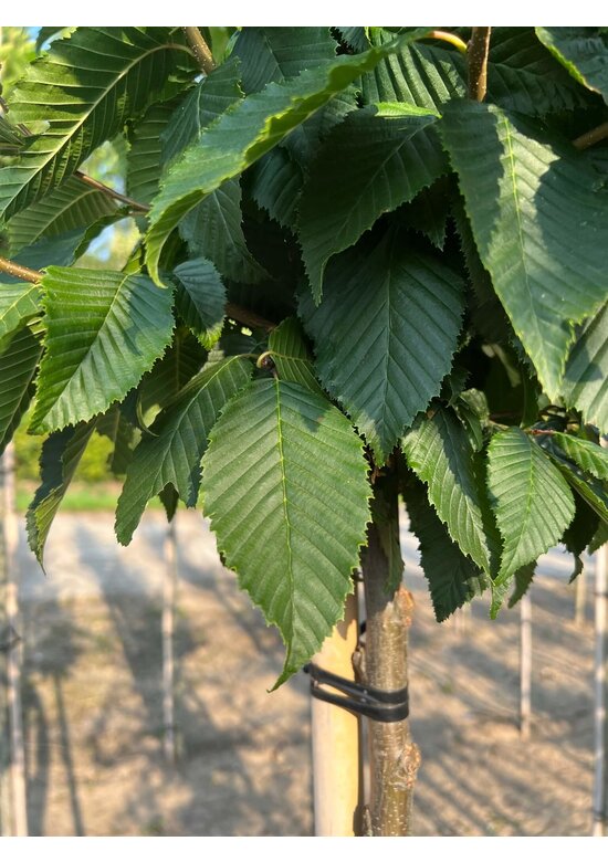 Hainbuche 'Lucas' Hochstamm | Carpinus betulus 'Lucas' Hainbuche 'Lucas' Hochstamm | Carpinus betulus 'Lucas'