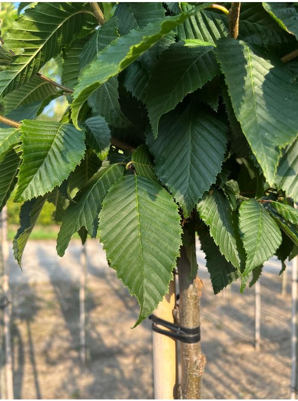 Hainbuche 'Lucas' Hochstamm | Carpinus betulus 'Lucas' Hainbuche 'Lucas' Hochstamm | Carpinus betulus 'Lucas'