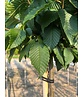 Hainbuche 'Lucas' Hochstamm | Carpinus betulus 'Lucas' Hainbuche 'Lucas' Hochstamm | Carpinus betulus 'Lucas'