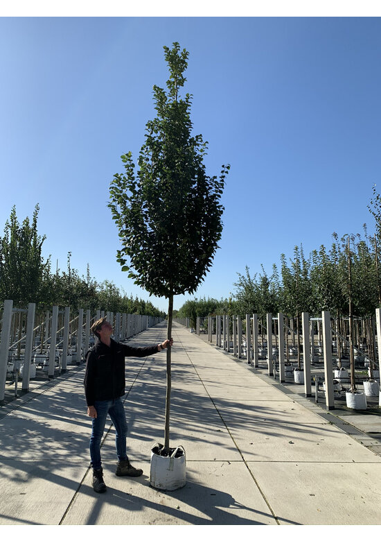 Hainbuche 'Lucas' Hochstamm | Carpinus betulus 'Lucas' Hainbuche 'Lucas' Hochstamm | Carpinus betulus 'Lucas'