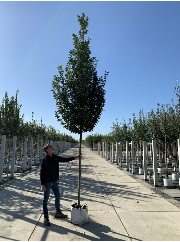 Hainbuche 'Lucas' Hochstamm | Carpinus betulus 'Lucas' Hainbuche 'Lucas' Hochstamm | Carpinus betulus 'Lucas'