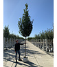 Hainbuche 'Lucas' Hochstamm | Carpinus betulus 'Lucas' Hainbuche 'Lucas' Hochstamm | Carpinus betulus 'Lucas'