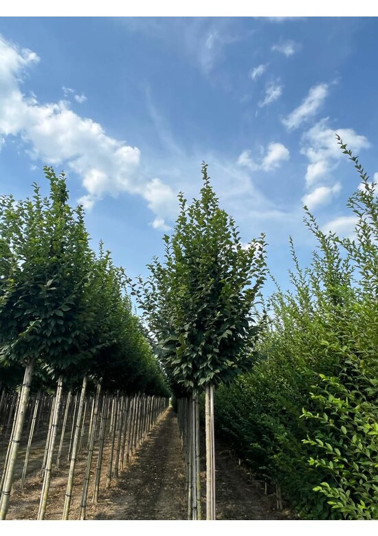 Hainbuche 'Lucas' Hochstamm | Carpinus betulus 'Lucas' Hainbuche 'Lucas' Hochstamm | Carpinus betulus 'Lucas'