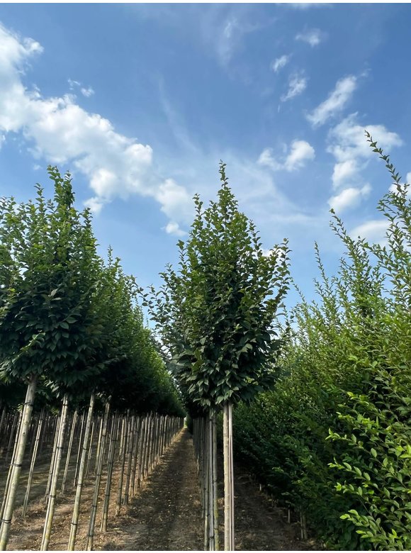 Hainbuche 'Lucas' Hochstamm | Carpinus betulus 'Lucas' Hainbuche 'Lucas' Hochstamm | Carpinus betulus 'Lucas'