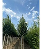 Hainbuche 'Lucas' Hochstamm | Carpinus betulus 'Lucas' Hainbuche 'Lucas' Hochstamm | Carpinus betulus 'Lucas'