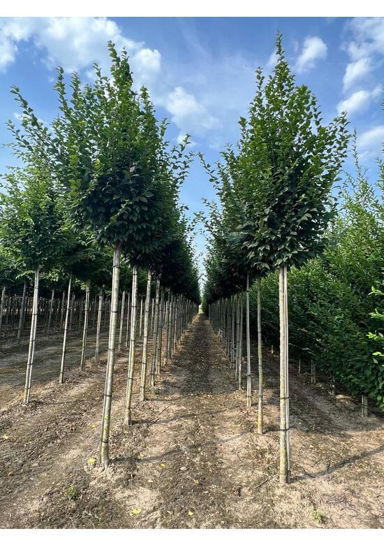 Hainbuche 'Lucas' Hochstamm | Carpinus betulus 'Lucas'