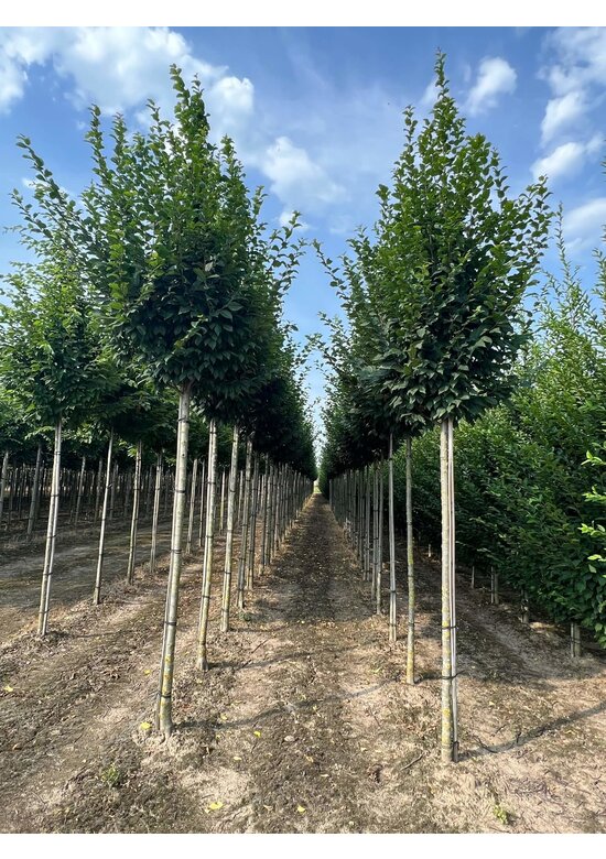 Hainbuche 'Lucas' Hochstamm | Carpinus betulus 'Lucas' Hainbuche 'Lucas' Hochstamm | Carpinus betulus 'Lucas'