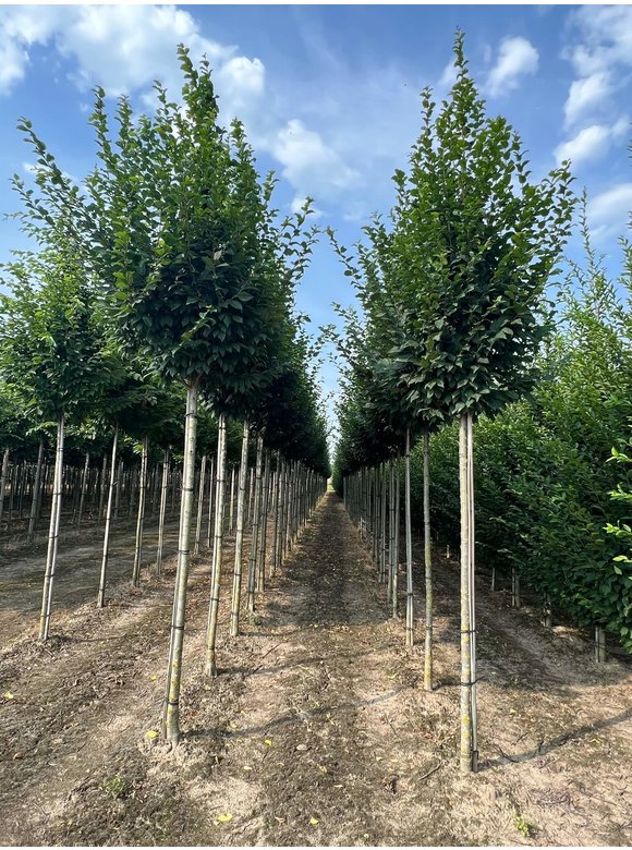 Hainbuche 'Lucas' Hochstamm | Carpinus betulus 'Lucas' Hainbuche 'Lucas' Hochstamm | Carpinus betulus 'Lucas'