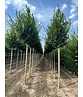 Hainbuche 'Lucas' Hochstamm | Carpinus betulus 'Lucas' Hainbuche 'Lucas' Hochstamm | Carpinus betulus 'Lucas'