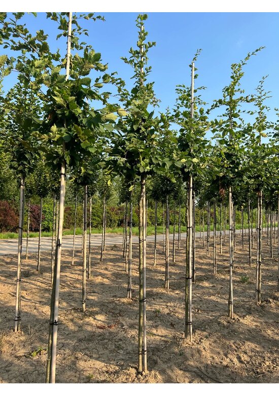 Hainbuche 'Rockhampton Red' | Carpinus betulus 'Rockhampton Red'