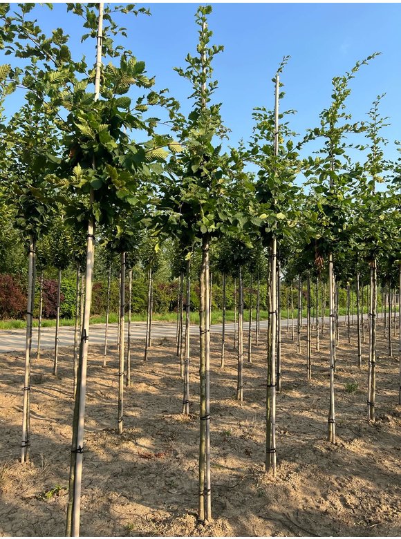 Hainbuche 'Rockhampton Red' | Carpinus betulus 'Rockhampton Red' Hainbuche 'Rockhampton Red' | Carpinus betulus 'Rockhampton Red'