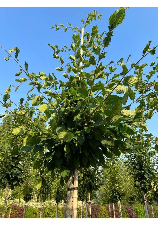 Hainbuche 'Rockhampton Red' | Carpinus betulus 'Rockhampton Red'