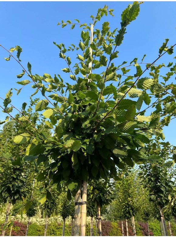 Hainbuche 'Rockhampton Red' | Carpinus betulus 'Rockhampton Red' Hainbuche 'Rockhampton Red' | Carpinus betulus 'Rockhampton Red'