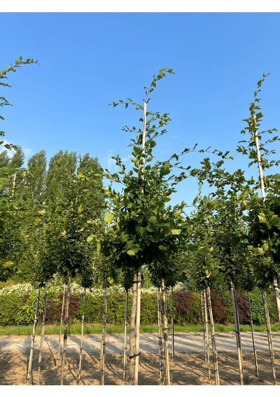 Hainbuche 'Rockhampton Red' | Carpinus betulus 'Rockhampton Red'