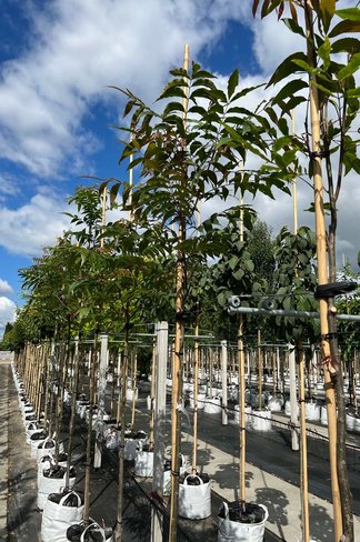 Wasser-Hickory | Carya aquatica