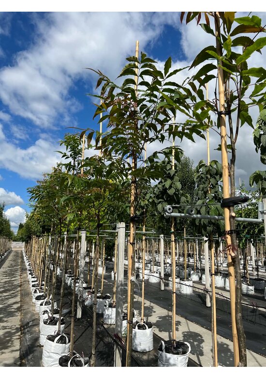 Hickorybaum | Carya aquatica