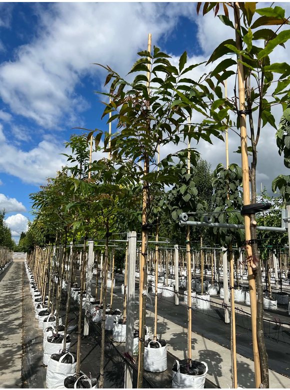 Wasser-Hickory | Carya aquatica Wasser-Hickory | Carya aquatica