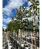 Hickorybaum | Carya aquatica