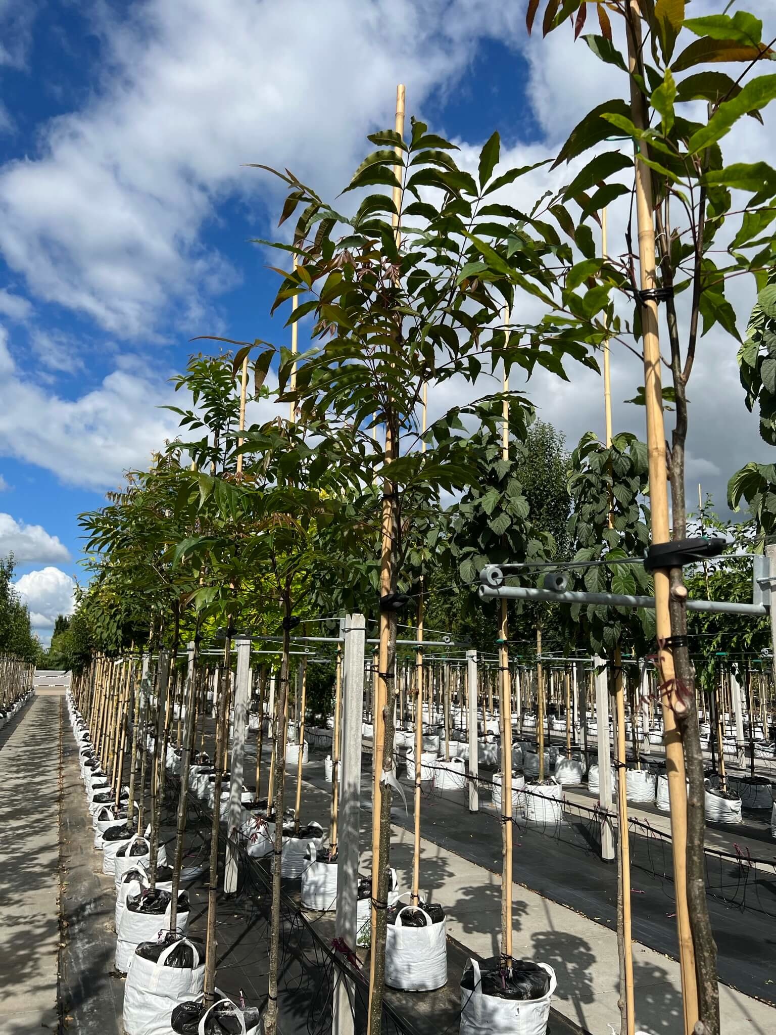 Kategorie <b>Produkt ohne Kategoriezuordnung </b> - Hickorybaum ,  Carya aquatica