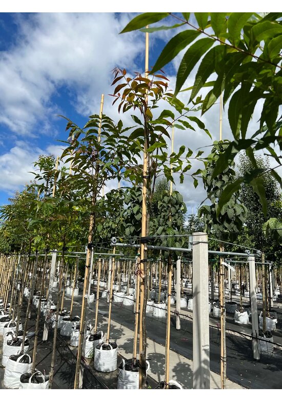 Hickorybaum | Carya aquatica