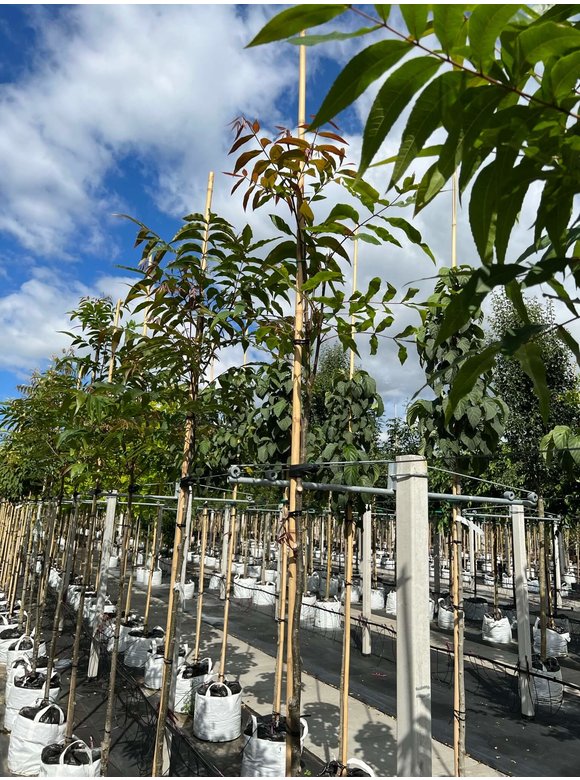 Hickorybaum | Carya aquatica Hickorybaum | Carya aquatica
