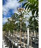 Hickorybaum | Carya aquatica Hickorybaum | Carya aquatica