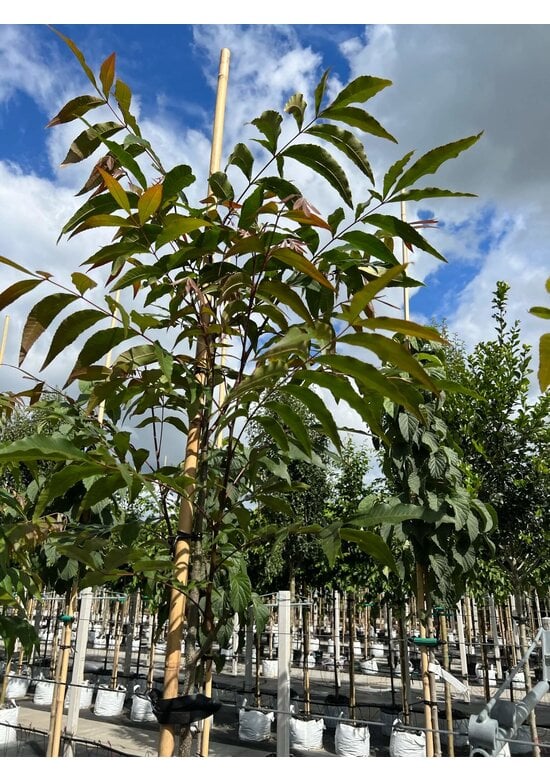 Hickorybaum | Carya aquatica