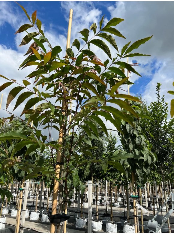 Wasser-Hickory | Carya aquatica Wasser-Hickory | Carya aquatica