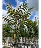 Hickorybaum | Carya aquatica