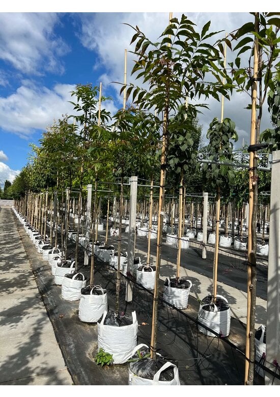 Hickorybaum | Carya aquatica