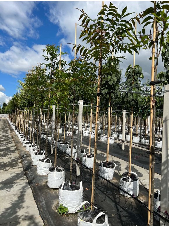 Hickorybaum | Carya aquatica Hickorybaum | Carya aquatica